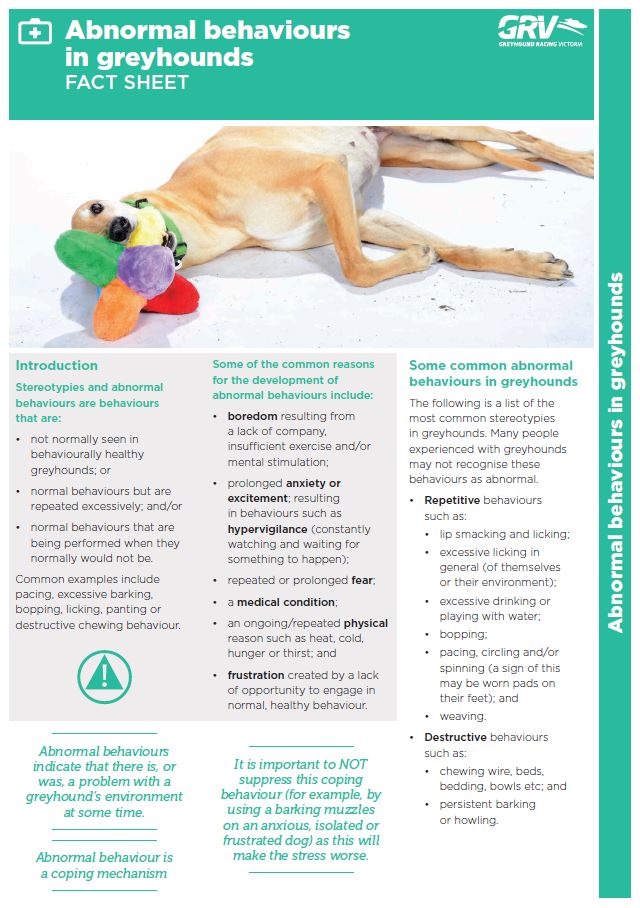 Socialisation and Rehoming Poster
