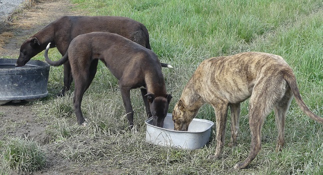 Greyhounds drinking